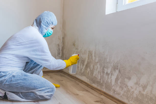 Licensed Basement Mold Remediation service in Fulton, KY - Car Mold Remediation