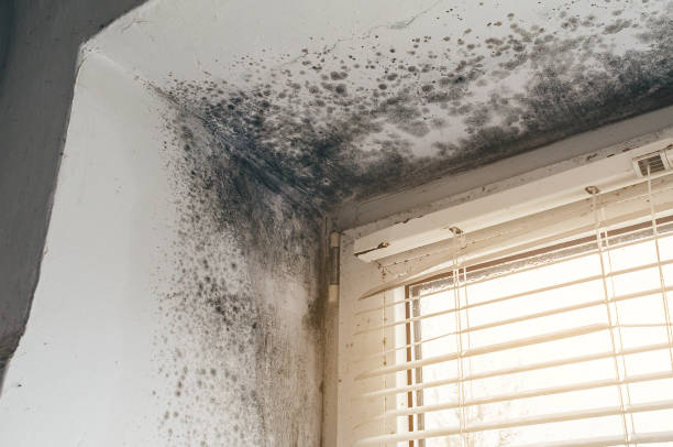 Affordable Basement Mold Remediation solutions in Fulton, KY